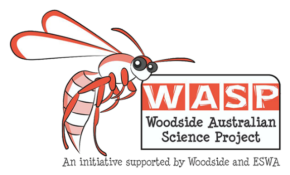 wasp
