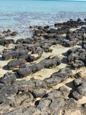 Seagrass Figure 1