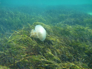 Seagrass Figure 2b
