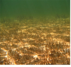 Seagrass Figure 3a
