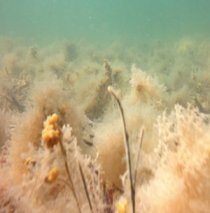 Seagrass Figure 3b