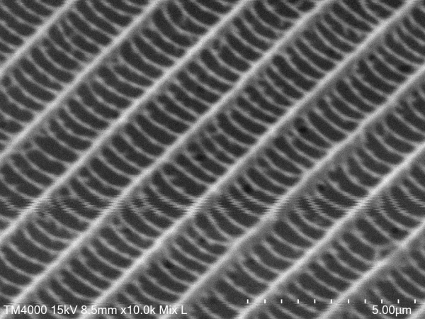 Butteryfly wing(x10k)